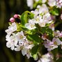 Lei Sierappel groen (Malus)